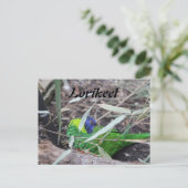 Carte Postale Lorikeet (Debout devant)