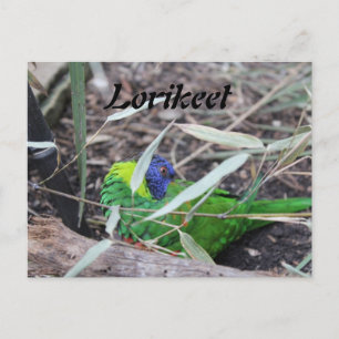 Carte Postale Lorikeet