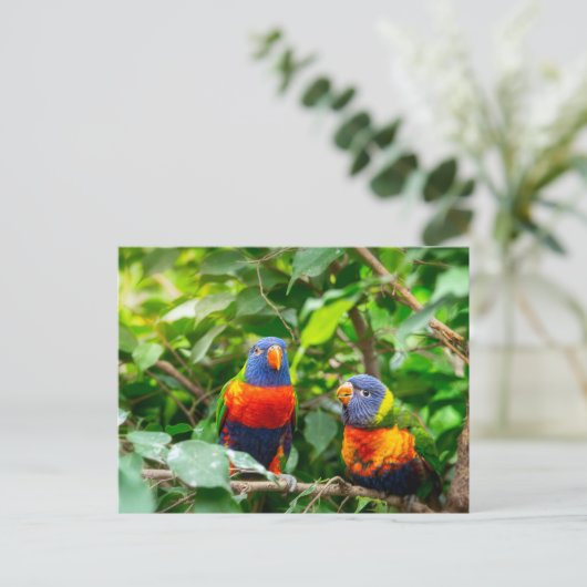 Carte Postale Lorikeet parrot (Debout devant)