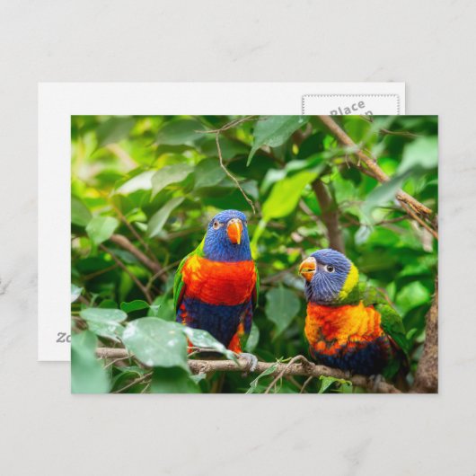Carte Postale Lorikeet parrot (Devant / Derrière)