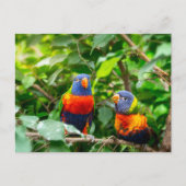 Carte Postale Lorikeet parrot (Devant)
