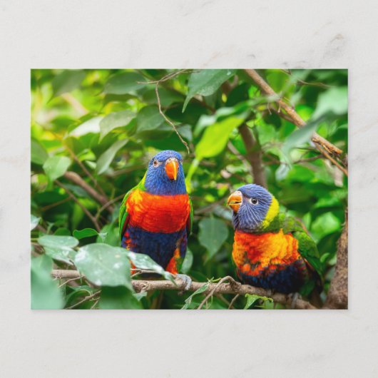 Carte Postale Lorikeet parrot (Devant)