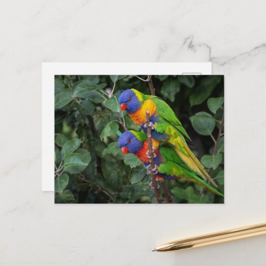 Carte Postale Lorikeets arc-en-ciel, perroquets colorés, (Devant/Arrière en situation)