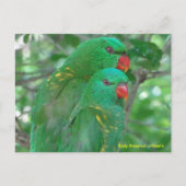 Carte Postale Lorikeets australiens à la fine pointe (Devant)