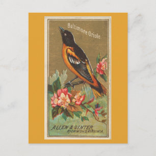 Carte Postale Loriole de Baltimore