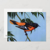 Carte Postale L'Oriole de Baltimore de Weber (Devant / Derrière)
