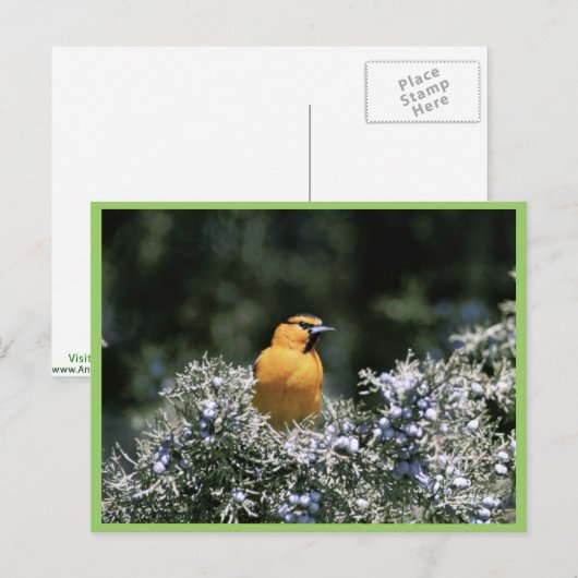 Carte Postale L'oriole de Bullock (Devant / Derrière)