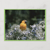 Carte Postale L'oriole de Bullock (Devant)