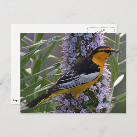 Carte Postale L'Oriole de Bullock (Devant / Derrière)