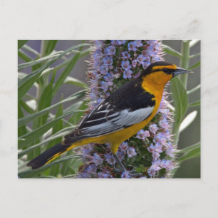 Carte Postale L'Oriole de Bullock