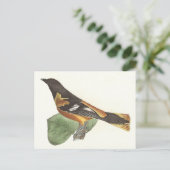 Carte Postale L'Oriole d'Or ou de Baltimore (Icterus galbula) (Debout devant)