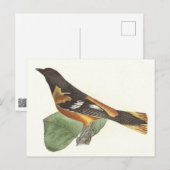 Carte Postale L'Oriole d'Or ou de Baltimore (Icterus galbula) (Devant / Derrière)