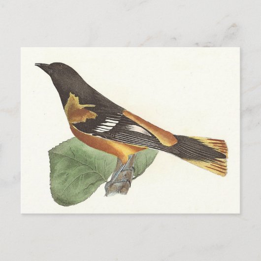 Carte Postale L'Oriole d'Or ou de Baltimore (Icterus galbula) (Devant)