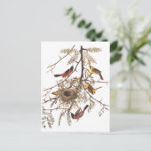 Carte Postale L'Oriole du verger d'Audubon dans le Criquet de mi (Debout devant)