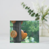 Carte Postale Loriole et Oranges (Debout devant)