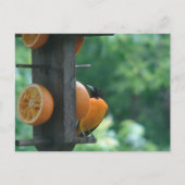 Carte Postale Loriole et Oranges (Devant)