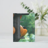 Carte Postale Loriole et Oranges (Debout devant)