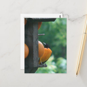 Carte Postale Loriole et Oranges