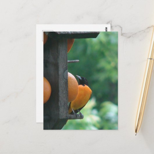 Carte Postale Loriole et Oranges (Devant/Arrière en situation)