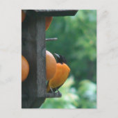 Carte Postale Loriole et Oranges (Devant)