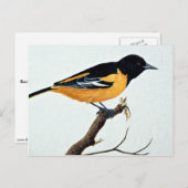 Carte Postale Loriot du nord (Devant / Derrière)