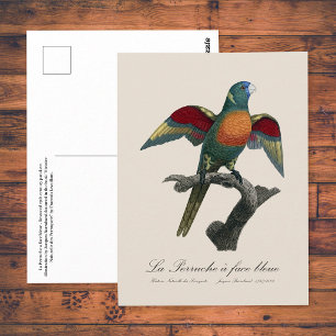 Carte Postale Loriquet à tête bleue, Trichoglossus haematodus