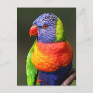 Carte Postale Loriquet arc-en-ciel