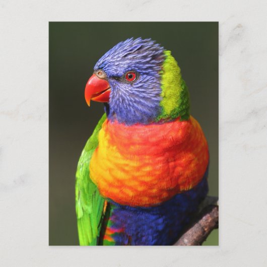 Carte Postale Loriquet arc-en-ciel (Devant)