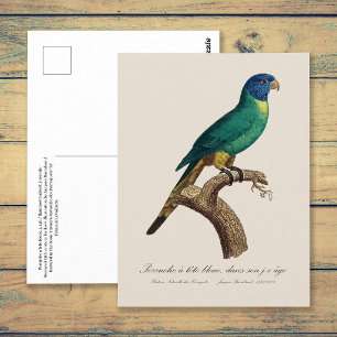 Carte Postale Loriquet arc-en-ciel juvénile Trichoglossus molucc