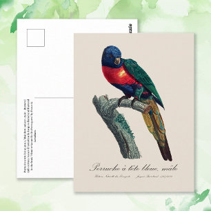 Carte Postale Loriquet arc-en-ciel mâle, Trichoglossus moluccanu