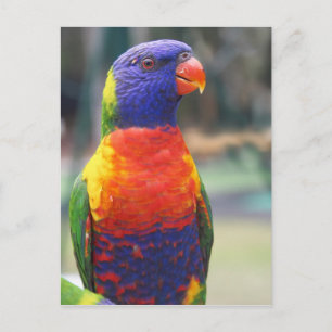 Carte Postale Loriquet arc-en-ciel (Trichoglossus haematodus 2