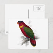 Carte Postale Lory à cou noir par Edward Lear (Devant / Derrière)