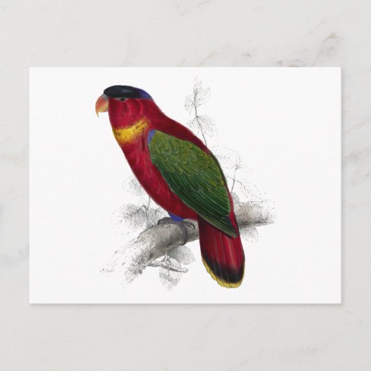 Carte Postale Lory à cou noir par Edward Lear (Devant)