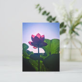 Carte Postale Lotus (Debout devant)