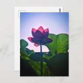 Carte Postale Lotus (Devant / Derrière)