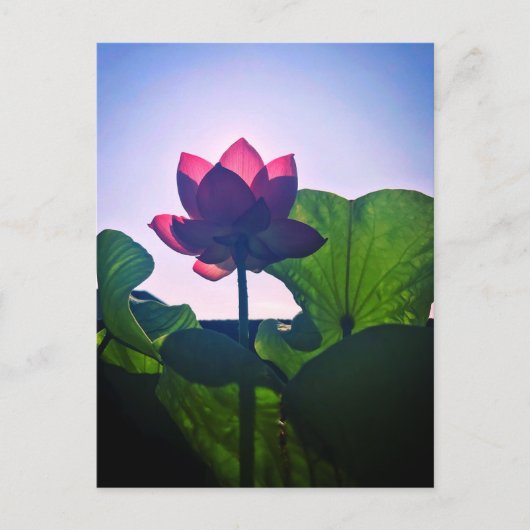 Carte Postale Lotus (Devant)