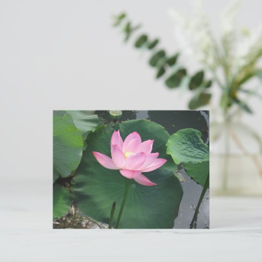 Carte Postale Lotus (Debout devant)