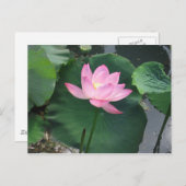 Carte Postale Lotus (Devant / Derrière)