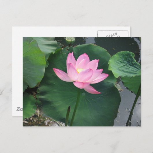 Carte Postale Lotus (Devant / Derrière)
