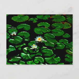 Carte Postale Lotus