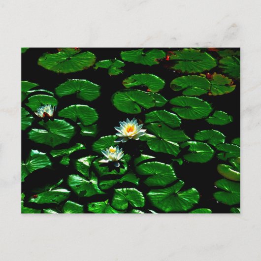 Carte Postale Lotus (Devant)
