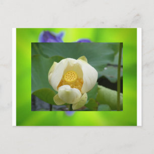 Carte Postale Lotus