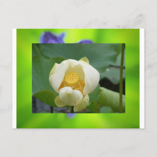 Carte Postale Lotus