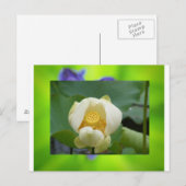Carte Postale Lotus (Devant / Derrière)