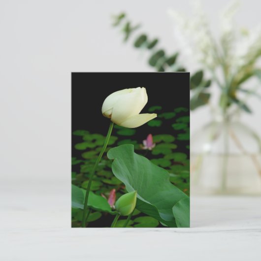 Carte Postale Lotus (Debout devant)