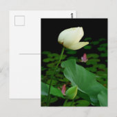 Carte Postale Lotus (Devant / Derrière)