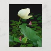 Carte Postale Lotus (Devant)
