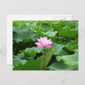 Carte postale Lotus (Devant / Derrière)