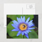 Carte Postale Lotus (Devant / Derrière)