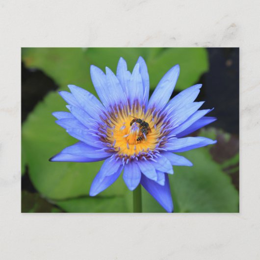 Carte Postale Lotus (Devant)
